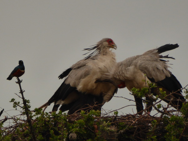   Masai Mara  Sekretär Vogel Masai Mara  Sekretär Vogel 