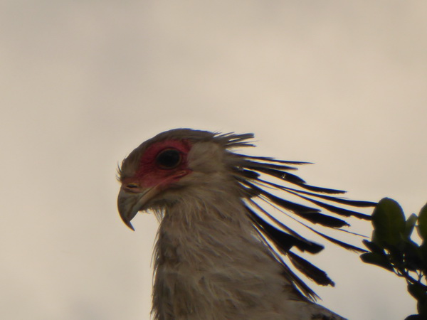 Masai Mara  Sekretär Vogel 