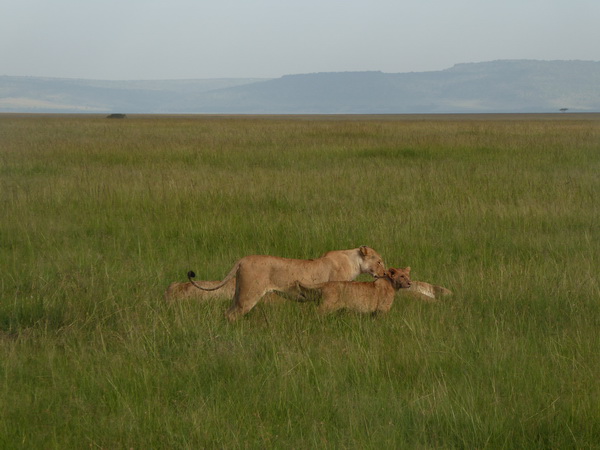 Masai Mara  Simba Löwe Löwen Löwin Löwenjunge