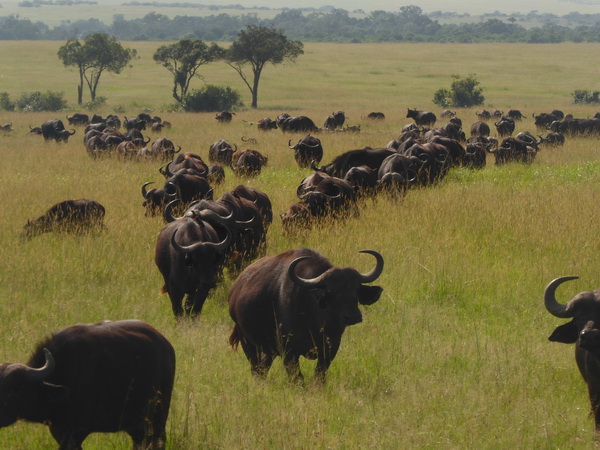   Masai Mara  Nyati BuffaloMasai Mara  Masai Mara  Nyati Buffalo