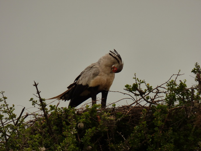 Masai Mara  Sekretär Vogel 