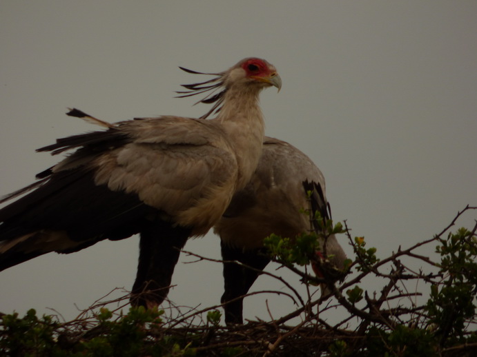 Masai Mara  Sekretär Vogel 