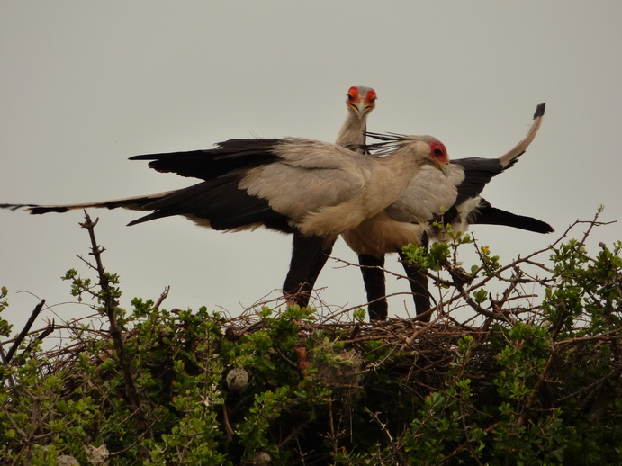 Masai Mara  Sekretär Vogel 