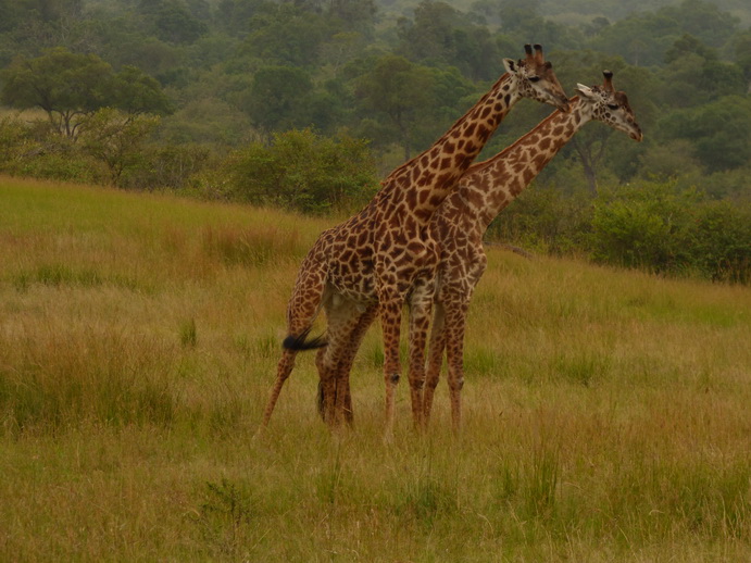 Masai Mara   Masai Mara  Twigga Giraffe 