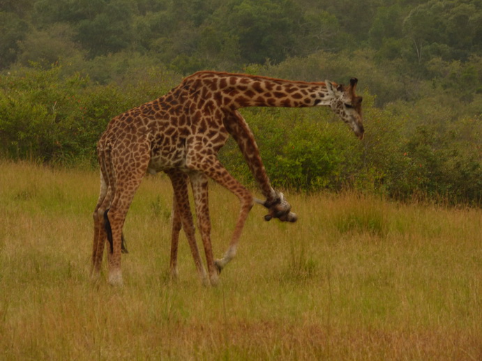 Masai Mara   Masai Mara  Twigga Giraffe 