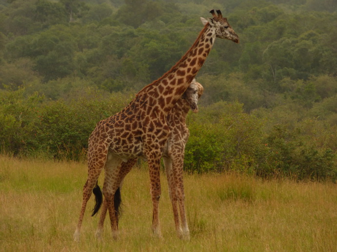 Masai Mara   Masai Mara  Twigga Giraffe 