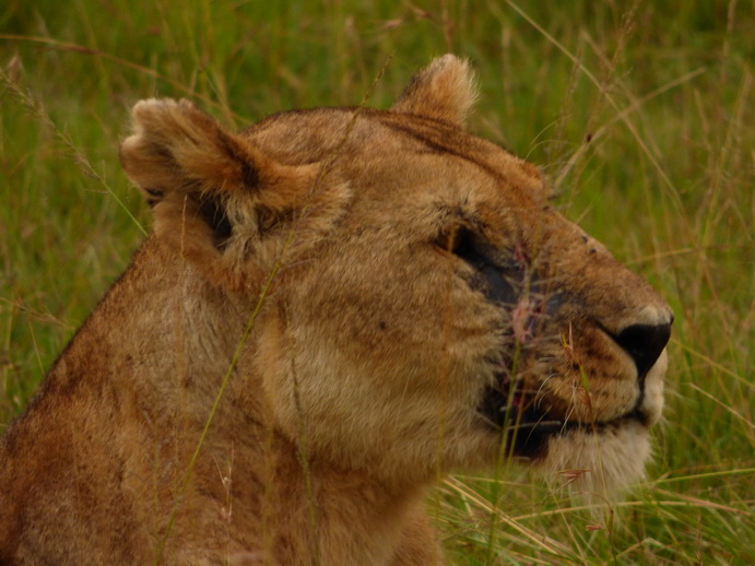 simbamama,lioness