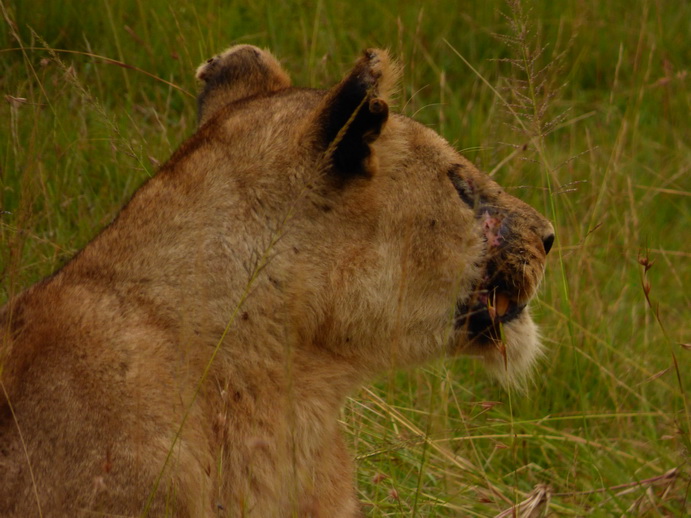 simbamama,lioness