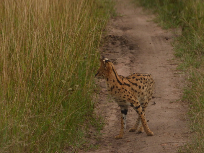   Masai Mara  Serval  Serval  Masai Mara   Serval cat