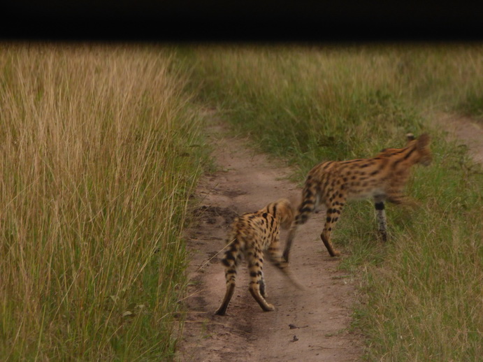   Masai Mara  Serval  Serval  Masai Mara   Serval cat