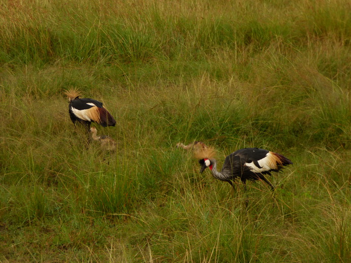 Masai Mara  Kronenkranich Crowne Crane