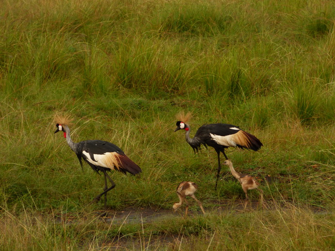 Masai Mara  Kronenkranich Crowne Crane