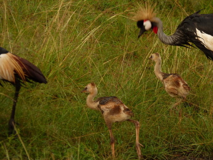 Masai Mara  Kronenkranich Crowne Crane