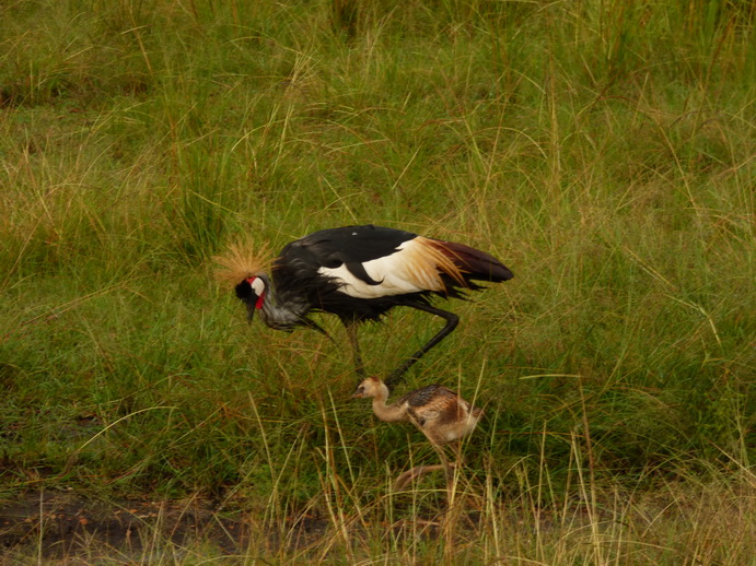 Masai Mara  Kronenkranich Crowne Crane