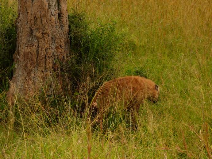 Masai Mara  Chui Leopard Lepard 