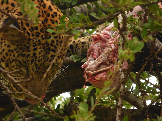 Masai Mara   Chui Leopard Lepard 