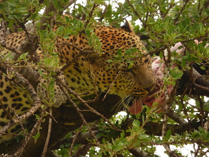 Masai Mara   Chui Leopard Lepard 