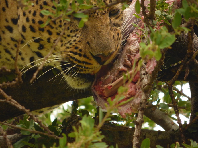 Masai Mara   Chui Leopard Lepard 