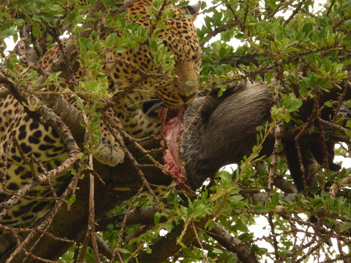 Masai Mara   Chui Leopard Lepard 