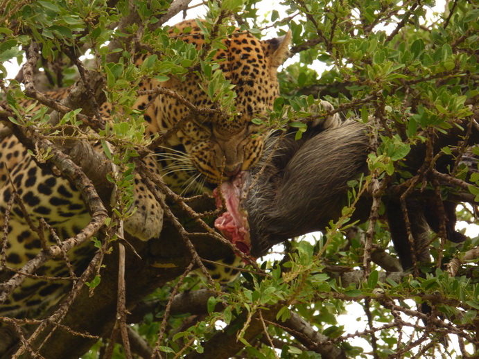 Masai Mara   Chui Leopard Lepard 