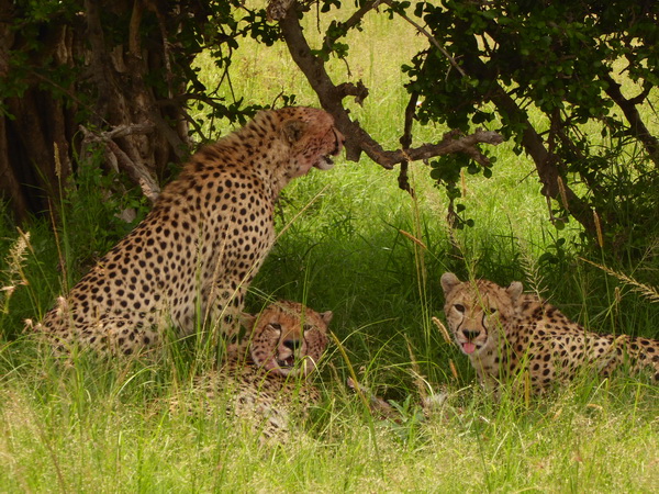   Masai Mara  cheetah Gepard Masai Mara  cheetah Gepard 