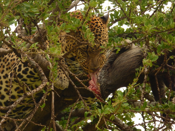 Masai Mara   Chui Leopard Lepard 