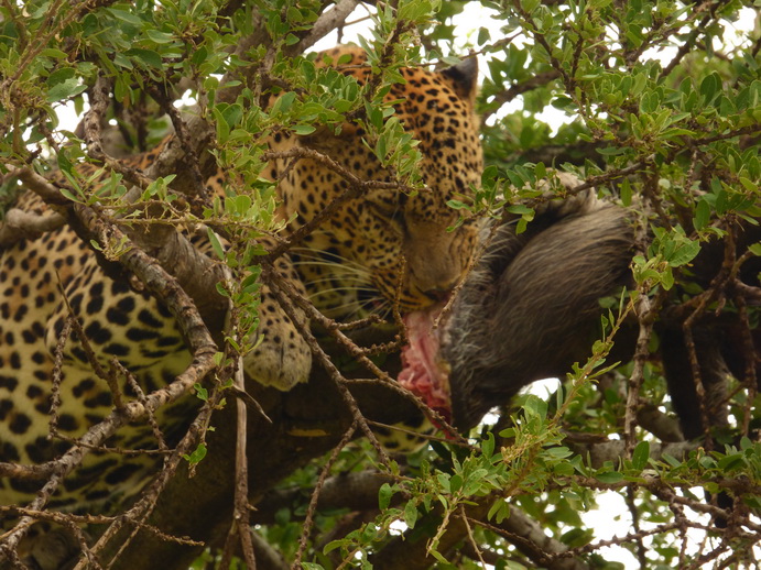 Masai Mara   Chui Leopard Lepard 