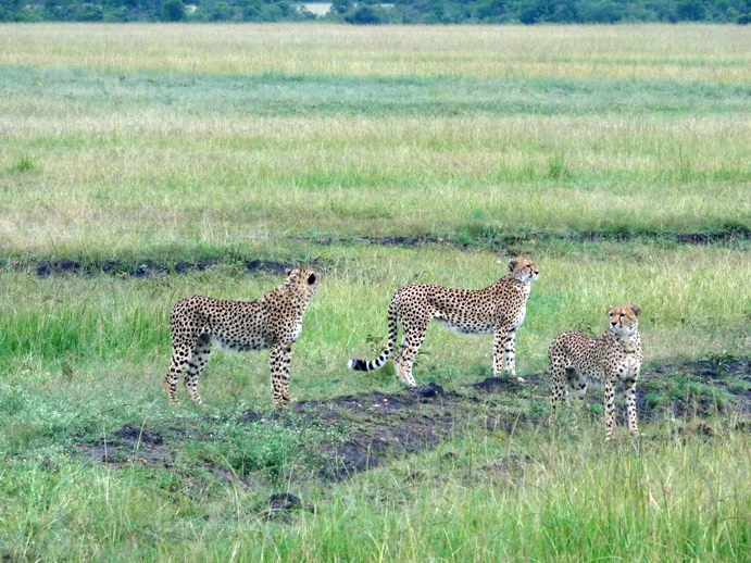   Masai Mara  cheetah Gepard Masai Mara  cheetah Gepard 