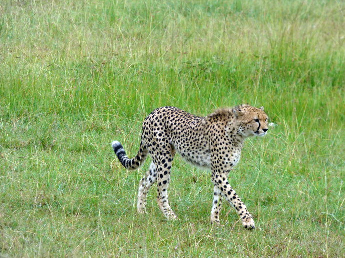   Masai Mara  cheetah Gepard Masai Mara  cheetah Gepard 