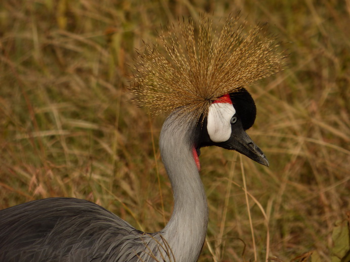   Lake Nakuru Kronenkranich Crowne CraneLake Nakuru Kronenkranich Crowne Crane 