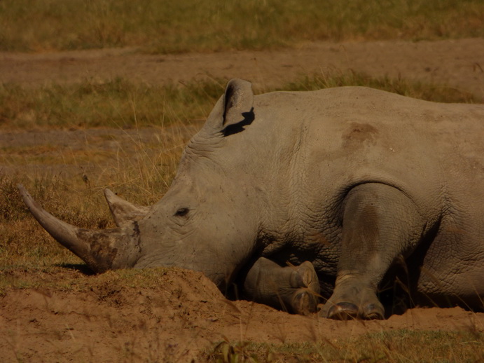 Lake Nakuru Rhino