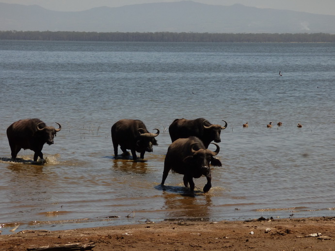 Lake Nakuru Lake Nakuru Lake Nakuru lonesome Buffalos