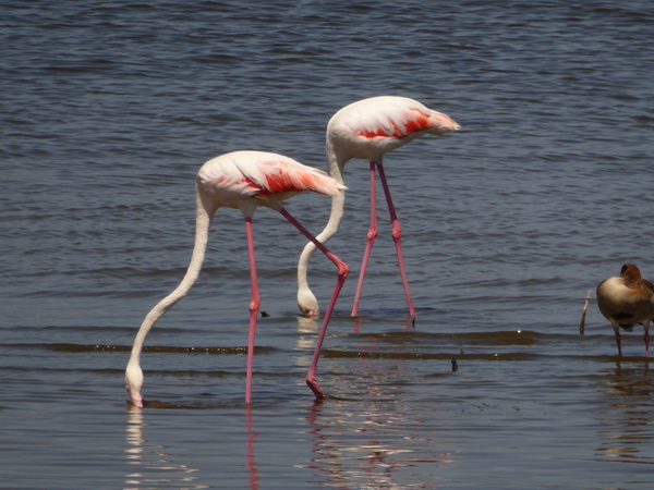 Lake Nakuru Flamingo