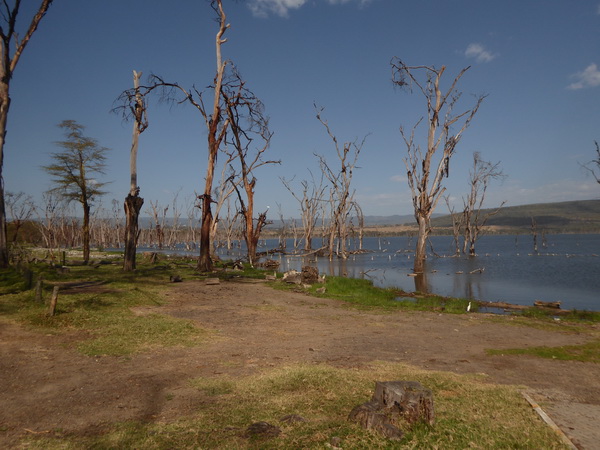 Lake Nakuru alter Parkeingang jetzt im Wasser 