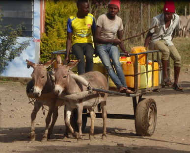 Lake Nakuru african bmw donkeystyle