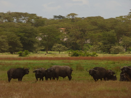 Solio RancH  Buffalo 