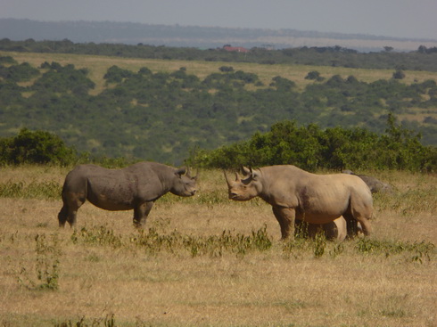 Solio RancH  Solio RancH Woodlands Nashorn White Rhino Breitmaulnashorn 