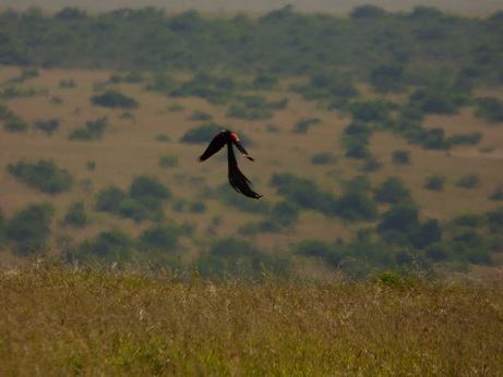 Solio RancH Flycatcher