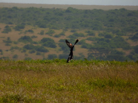 Solio RancH Flycatcher