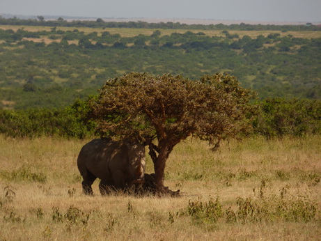 Solio RancH Woodlands Nashorn 