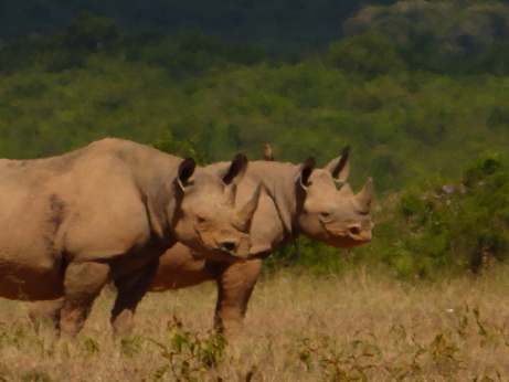 Solio RancH Rhino 1Solio RancH Woodlands Nashorn White Rhino Breitmaulnashorn 