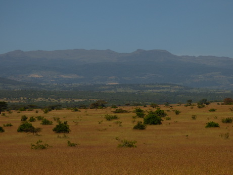 solio Ranch Rhino