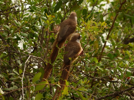 Sunbird Lodge   Lake Elementaita   Kenia  Mousebirds