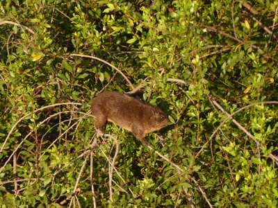 Sunbird Lodge   Lake Elementaita   Kenia   