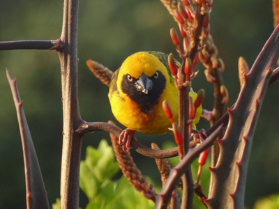 Sunbird Lodge  Lake Elementaita  Kenia webervogel