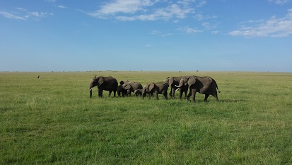 tembo-masaimara