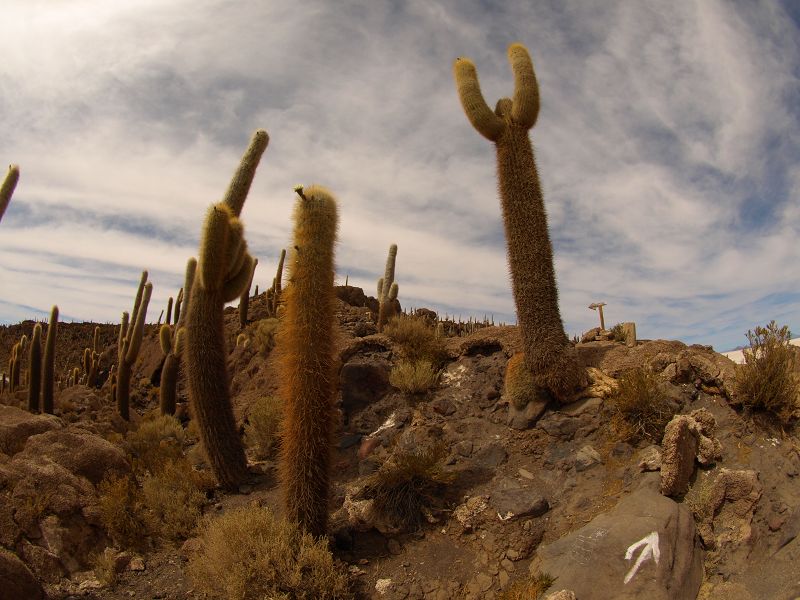   Isla de Pescado Isla Incahuasi  12 m+1200 Jahre alte Kakteen Uyuni Reserva del Salar IncahuasiIsla de Pescado Isla Incahuasi  12 m+1200 Jahre alte Kakteen Uyuni Reserva del Salar Incahuasi