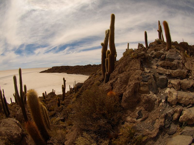   Isla de Pescado Isla Incahuasi  12 m+1200 Jahre alte Kakteen Uyuni Reserva del Salar IncahuasiIsla de Pescado Isla Incahuasi  12 m+1200 Jahre alte Kakteen Uyuni Reserva del Salar Incahuasi