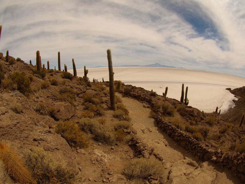   Isla de Pescado Isla Incahuasi  12 m+1200 Jahre alte Kakteen Uyuni Reserva del Salar IncahuasiIsla de Pescado Isla Incahuasi  12 m+1200 Jahre alte Kakteen Uyuni Reserva del Salar Incahuasi