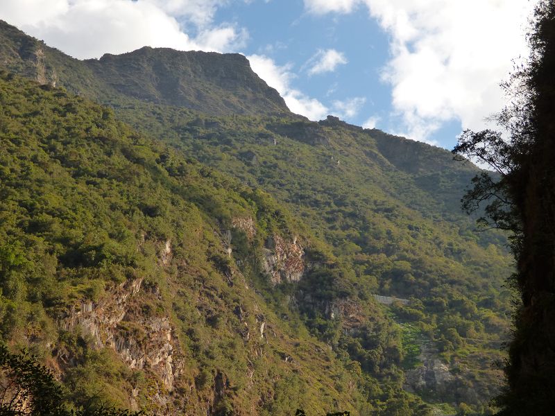 Bromelie am Maccu Picchu